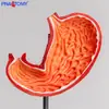 Modelo Anatómico Natural de Estómago Grande, Desmontaje Simulado de 2 Componentes de la Mucosa Gástrica del Sistema Digestivo, Herramienta de Demostración para Enseñanza Médica