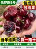 Dropshipping Cerejeira Grande Mudas de Cerejeira Norte e Sul da China Pequenas Videiras de Cerejeira de Solo Cereja Vermelha Concubina Mudas de Frutas Plantas em Vasos