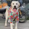 Ropa para Perros Verano Delgada Linda Estilo Floral Bichón Corgi Ropa Camisa Floral de Verano Ropa de Verano para Mascotas