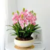 Colección Completa de Florales, Orquídeas con Aroma Fuerte, Florales Multiflorales que Florecen en Todas las Estaciones, Florales en Maceta y Plantas Verdes