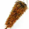 Plumero de Plumas Reales para Polinización de Árboles Frutales, Eliminación de Polvo, Uso Doméstico y de Automóvil, para Barrer Polvo y Paredes, Extra Largo y Grueso