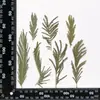 Flores de Natal, Flores Secas, Espécimes de Plantas em Relevo, Flores Prensadas com Cola Artesanais DIY, Capas de Celular, Velas Perfumadas, Flores para Porta-Retratos