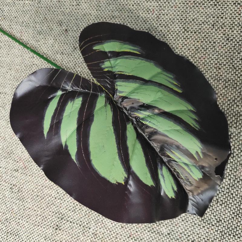 单只连体斑马叶蓝色