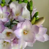 Bulbos de fresia de pétalos dobles, importados, fáciles de mantener durante todo el año, plantas ornamentales de flor en maceta, semillas de plantas bulbosas
