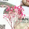 Pacote de Material DIY Flor Eterna 1g Gradiente Cabeça Grande Mosquitinho Estrela Milionária Buquê de Flores Secas Flor Eterna Flor Real
