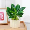 Planta Princesa Verde en Maceta Diamante Dorado para Escritorio de Oficina, Planta de Hojas Verdes que Purifica el Aire y Absorbe Formaldehído, Planta de Hojas Grandes