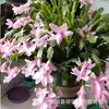Nova Orquídea Garra de Caranguejo Dobrada em Vaso com Botões Florais, Flores Resistentes, Planta para Varanda Interna, Fácil de Cultivar, Floresce em Múltiplas Estações