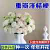 E-commerce Dropshipping de Sementes de Lisianthus para Uso Interno e Externo em Todas as Estações, Flores de Vaso Fáceis de Cuidar, Sementes de Flores Floríferas para Exterior