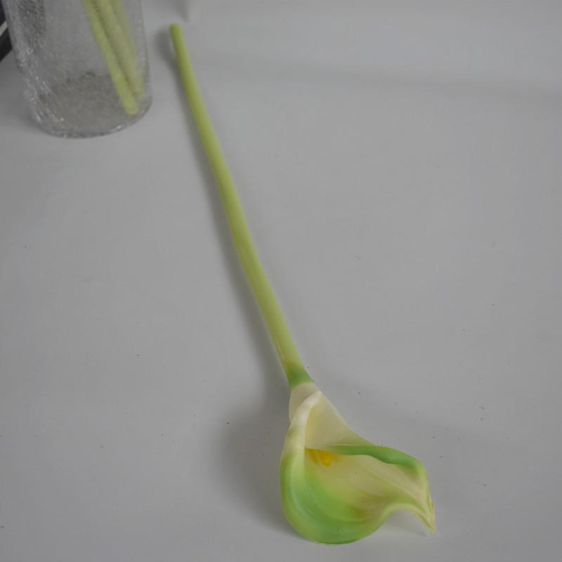 大马蹄莲绿色