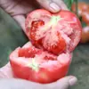Mudas de Vegetais de Primavera, Mudas de Pimenta, Tomates de Varanda Quatro Estações, Berinjelas, Pepinos, Melancias, Buchas Vegetais, Mudas de Abóbora, Plantio Sul