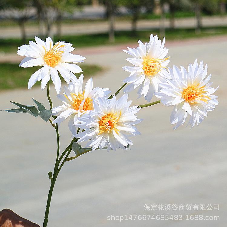 5头秋色小支大丽花-白色_副本.jpg
