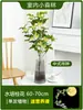 Plántulas de Osmanthus Hidropónico en Maceta, Plantas Cultivadas en Agua, Flores Frescas Cortadas de Osmanthus de Cuatro Estaciones, Plantas Verdes de Interior Fáciles de Cultivar, Florales, Cabello de Osmanthus