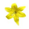 Flor Artificial 15cm Flor de Lirio de Película Set para Salón de Bodas Decoración de Pared de Flores Arreglo Floral DIY Material para Tocados Hechos a Mano