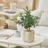 Plantas verdes, vasos de flores para ambientes internos, enfeites para mesa de escritório, pequenas plantas bonsai, árvores de dinheiro, perenes o ano todo, fáceis de alimentar