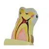 Suministro de Modelos Dentales, Juguetes de Enseñanza Oral para Jardín de Infancia, Enseñanza Dental, Ciencia Oral, Patología, Comunicación Médica