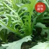 Botões de Flores, Sementes de Trigo Doce, Folhas de Flores, Sementes de Verduras Amargas, Sabor Doce e Crocante, Sementes de Verduras para Horta de Fazenda de Quatro Estações