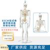 Modelo de esqueleto humano adulto, esqueleto, columna vertebral, disco, articulación, estándar médico, enseñanza, modelo de cuerpo entero