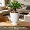 Vaso de Porcelana Branca de Dehua Vaso para Flores Suculentas Branco Puro Moderno Jardinagem Doméstica Cerâmica Vaso Pequeno Simples Transfronteiriço Vaso Pequeno para Plantio de Suculentas
