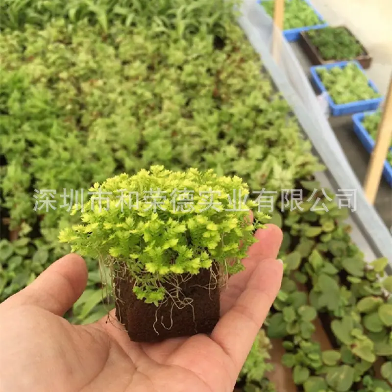 花泥主图