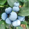 Plántulas de Arándanos con Macetas de Fruta, Plántulas de Fruta para Balcón Plantadas en el Suelo, Siembra en el Sur y el Norte, Plántulas de Arándanos que Dan Fruto en el Mismo Año