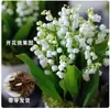 Mudas de Lírio-do-Vale Plantas em Vasos Sementes de Bulbos Importados Resistentes ao Frio com Botões Florescem Todas as Estações Fácil de Cultivar Flores para Interior e Exterior Sementes