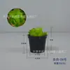 Combinação de Plantas Suculentas em Vaso Decoração de Casa Plantio Verde Janela de Flor Janela de Canto Mesa de Centro Conjunto de Mesa Arte com Flores Pequena Planta em Vaso