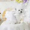 PETCIRCLE Ropa para Mascotas Perros Pequeños Cachorros Mascotas Lindas Malla Multicapa Falda Abullonada Vestido de Boda de Princesa