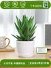 Envío directo Aloe Vera en maceta Interior Dormitorio Purificador de aire Resistente a la sequía Florales y Plantas Verdes Escritorio de oficina Buen almacenamiento