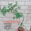 Inclinado sin Amarillo sala de transmisión en vivo interior en maceta paisajismo forma flotante dormitorio árbol viejo bonsái té Zen sin maceta