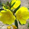 Sementes de Centáurea Perene no Atacado de Várias Regiões, Sementes de Dianthus Multicolores, Flores Medicinais, Flores de Trigo Gigantes, Sementes para Jardinagem