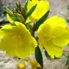 180 Variedades de Sementes de Flores Não Repetitivas, Fáceis de Cultivar em Todas as Estações, Podem Afastar Mosquitos, Adequadas para Varandas Internas e Externas, Distribuição Transfronteiriça