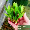 Paisajismo de Acuario Plantas Acuáticas Vivas Pastizal Verde de Nueve Coronas Suministro Directo para Acuario de Principiante Perezoso Plantas Acuáticas Decorativas
