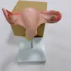 Versión en Inglés Transfronteriza del Modelo de Anatomía Uterina Grande Saludable y Natural PVC Reproductive Ovario Femenino Vagina Útero Modelo