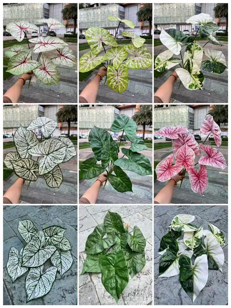 7头手感彩芋叶 (1).jpg