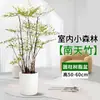 Bambú Nandina Árbol Real en Maceta Sala de Estar Planta Verde Grande Forma Pila Vieja Oficina Fácil de Cultivar Plantas de Follaje para Absorber Formaldehído