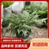 Planta en Maceta de Escritorio Micro-Paisaje de Helecho, Plántulas de Flor en Maceta Cola de Lobo, Florales en Maceta de Helecho