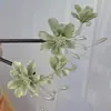 Pasador de Pelo con Borla en Forma de Media Luna Estilo Antiguo para Mujeres 2026 Nuevo Accesorio para el Cabello Hanfu Pasador de Doble Cara con un Toque Elegante de Alta Gama Pasador de Madera