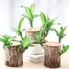 Planta da sorte hidropônica de madeira brasileira, planta verde florida, planta hidropônica de vaso para interior, figura de árvore Groot, com botões o ano todo