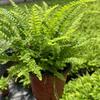 Helecho de Boston grande, Helecho riñón, Tanque ecológico de selva tropical, Helecho para paisajismo, Planta verde de follaje de interior para sala de estar, Fácil de mantener
