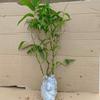 Dropshipping Bambú ornamental, vientre de Buda, bonsái de bambú, bambú Luohan, bambú Ping-an, planta de interior, planta de jardín en maceta