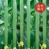 Sementes de Bucha Longa Macia para Venda por Atacado Sementes de Hortaliças para Plantio na Primavera e Verão Sementes de Bucha Pendente Coleção de Sementes de Bucha