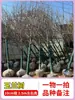 Una Sola Plántula de Árbol de Magnolia para Uso en Jardín, con Capullos de Flor, Enanismo, Árbol de Magnolia Rojo Resistente al Frío, Planta en Maceta, Magnolia Erqiao, Adecuada para Todas las Estaciones