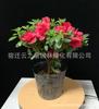 Plantas de Azalea al por mayor que florecen en todas las estaciones, Plantas ornamentales en maceta, Rododendro Azalea Rosa Plantas Verdes para Escritorio Balcón Flores