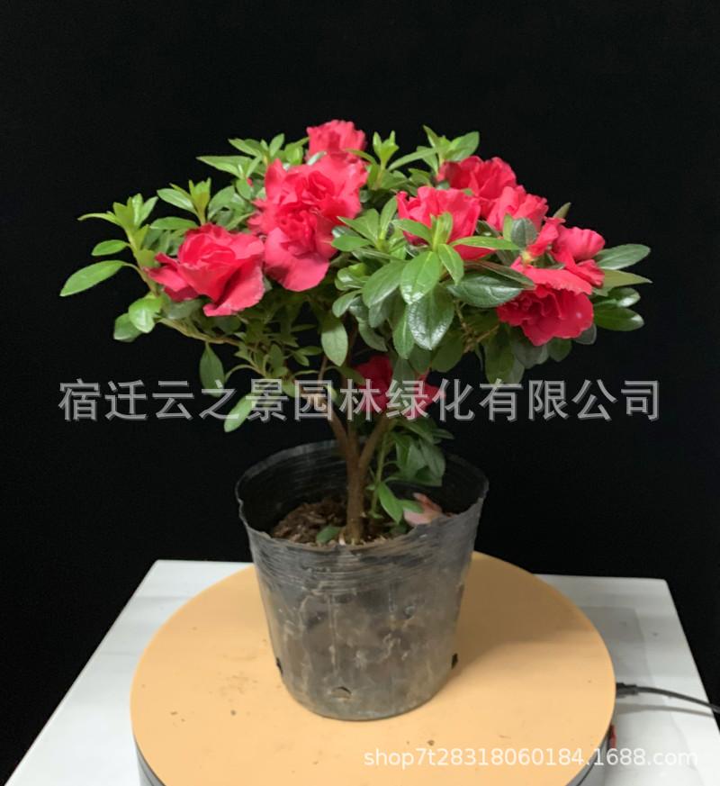 杜鹃2.JPG