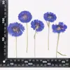Coleção de Galhos de Flor de Crisântemo, Pacote de Material para Embossing de Flores Secas, Material para DIY Feito à Mão, Espécime de Planta, Marcador de Página Embossado com Cola