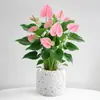 Planta en Maceta de Anturio con Flores, Planta de Interior para Escritorio de Oficina, Planta Verde para Sala de Estar, Purifica el Aire, Bonsái Fácil de Mantener