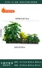 Flores Artificiais Plantas Verdes Conjunto de Divisória Decorativa Flores de Plástico e Seda Decoração de Paisagismo Arranjo de Paisagem Exibição de Janela Interna