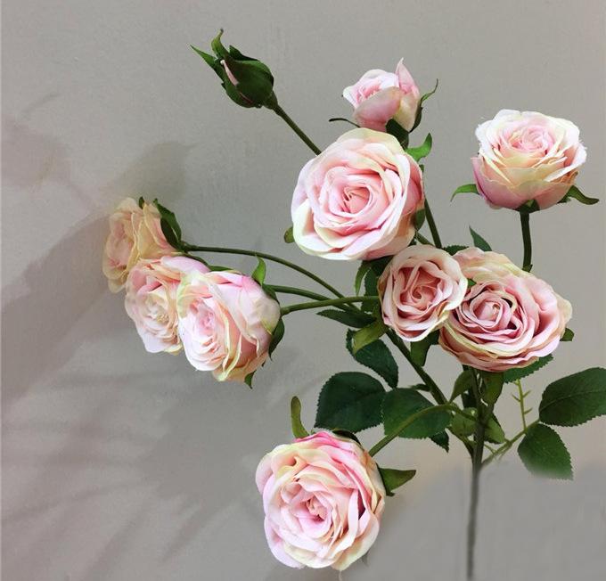 骑士抹月玫瑰 (2)