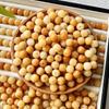 Contas de mão Bodhi pretas mágicas naturais, feitas à mão, faça você mesmo, pulseira de contas, acessórios, bandeja, joias, atacado