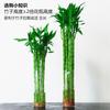 Bambu da Sorte Cultivado na Água, Bambu da Fortuna, Bambu Curvado, Bambu Dragão, Bambu Aquático, Bambu da Prosperidade com Raízes, Plantas Verdes de Interior, Plantas Hidropônicas, Flores